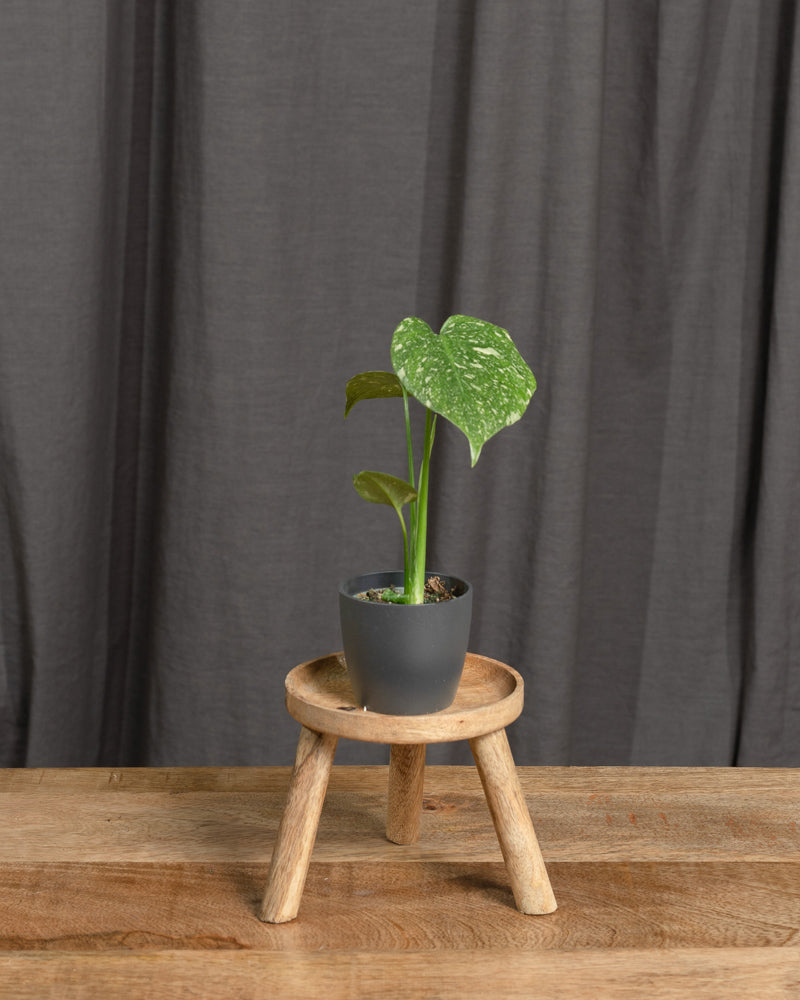 Monstera deliciosa 'Thai Constellation' Babypflanze