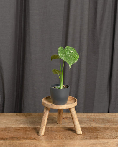 Monstera deliciosa 'Thai Constellation' Babypflanze
