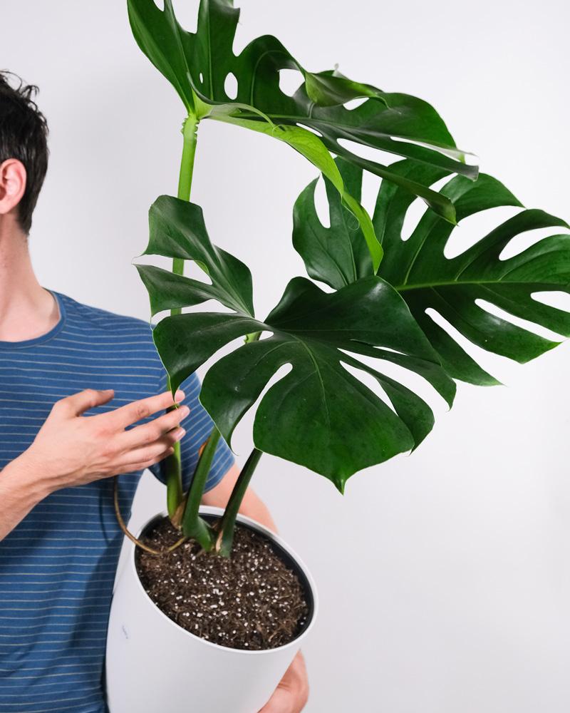 Monstera mit grossen Blättern in weissem Topf, seitlich gekippt