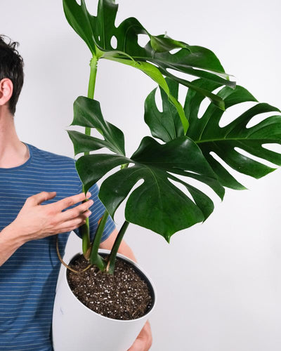 Monstera mit grossen Blättern in weissem Topf, seitlich gekippt