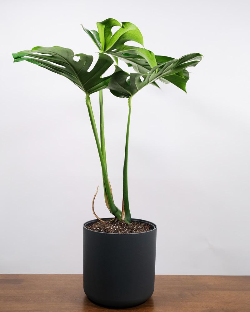 Monstera mit grossen Blättern in anthrazitfarbenem Topf