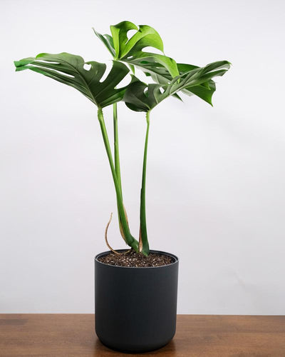 Monstera mit grossen Blättern in anthrazitfarbenem Topf