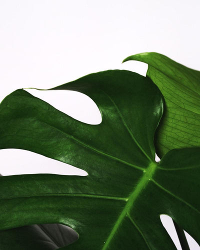 Detail der Monstera mit grossen Blättern mit Schlitzen