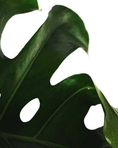 Detail der Monstera mit grossen Blättern mit Löchern