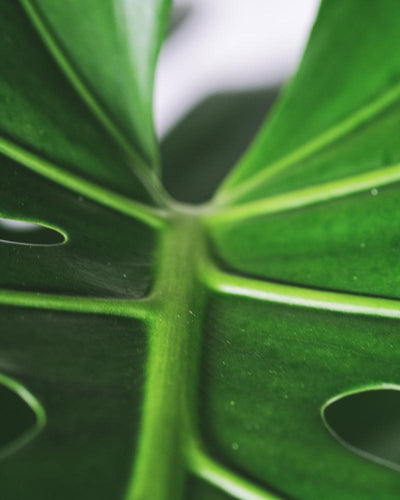 Detail der Monstera mit grossen Blättern mit hellgrünen Blattadern