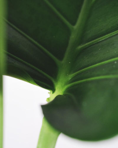 Detail der Monstera mit grossen Blättern mit hellgrünen Blattadern und hellgrünem Stängel