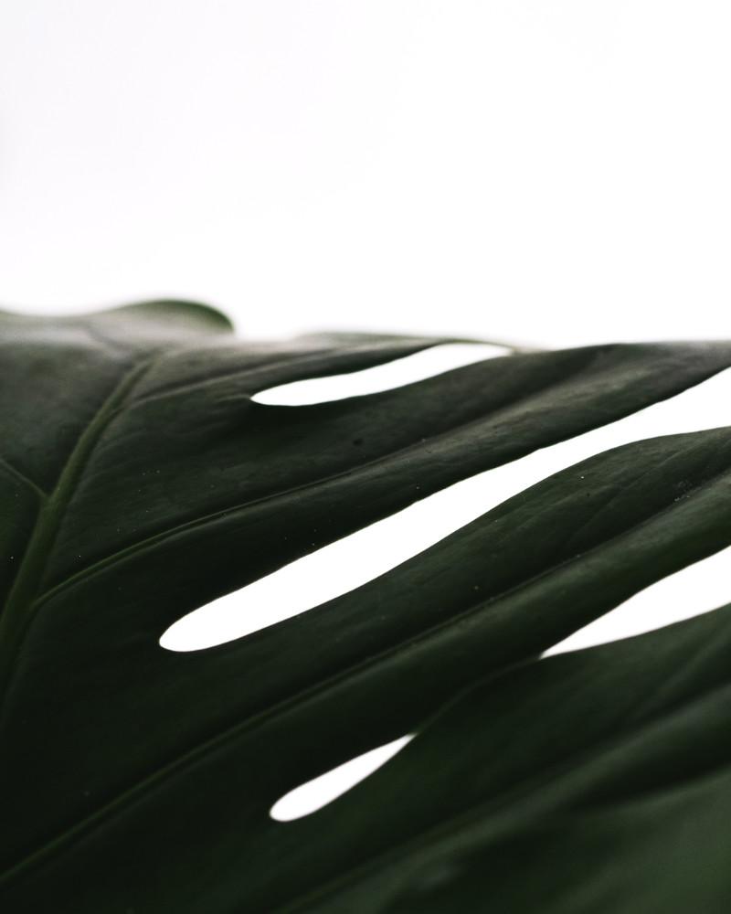 Detail der Monstera mit grossen Blättern mit deutlichen Schlitzen