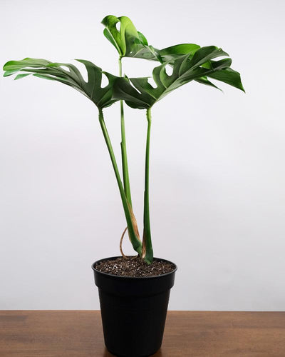 Monstera mit grossen Blättern in schwarzem Innentopf