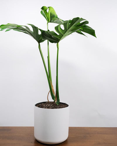 Monstera mit grossen Blättern in weissem Topf