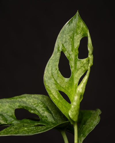 Monstera adansonii 'Mint' Babypflanze