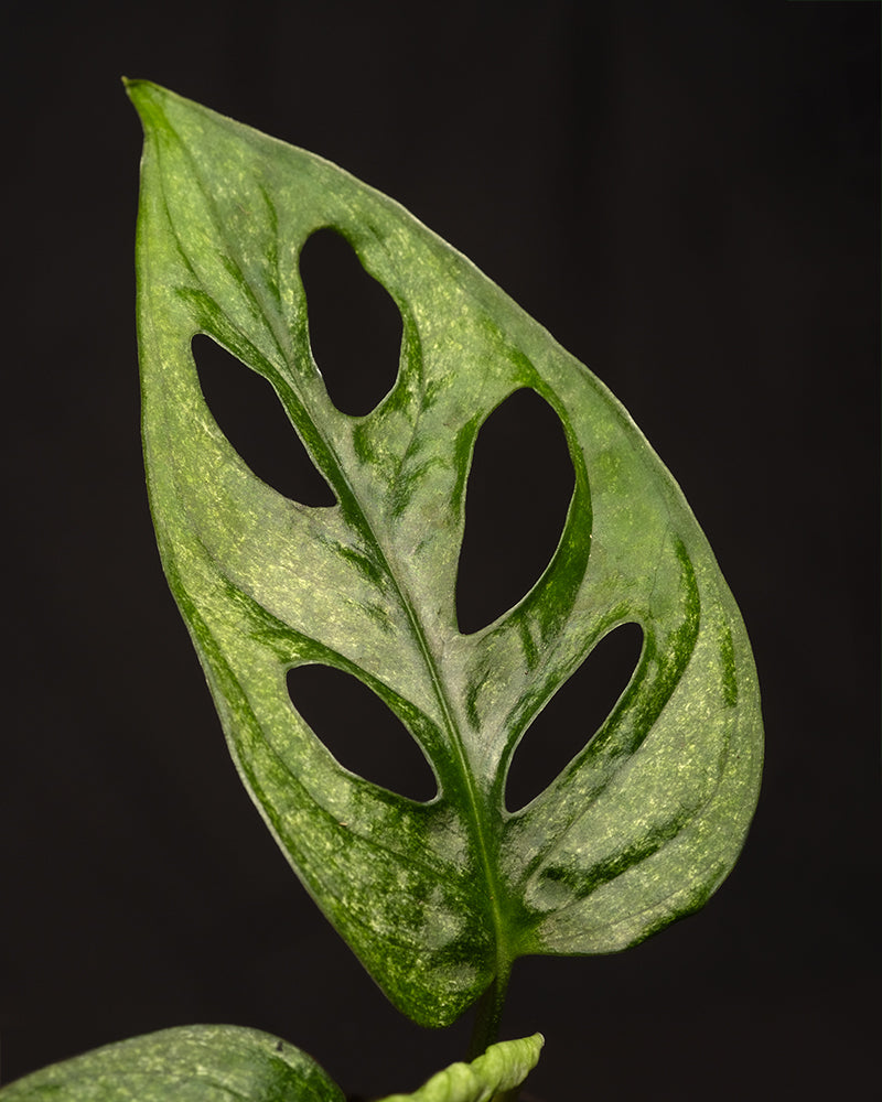 Monstera adansonii 'Mint' Babypflanze