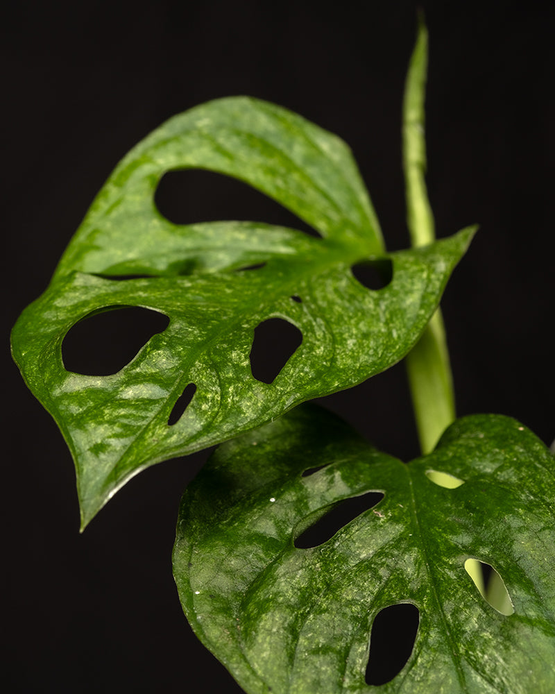 Monstera adansonii 'Mint' Babypflanze