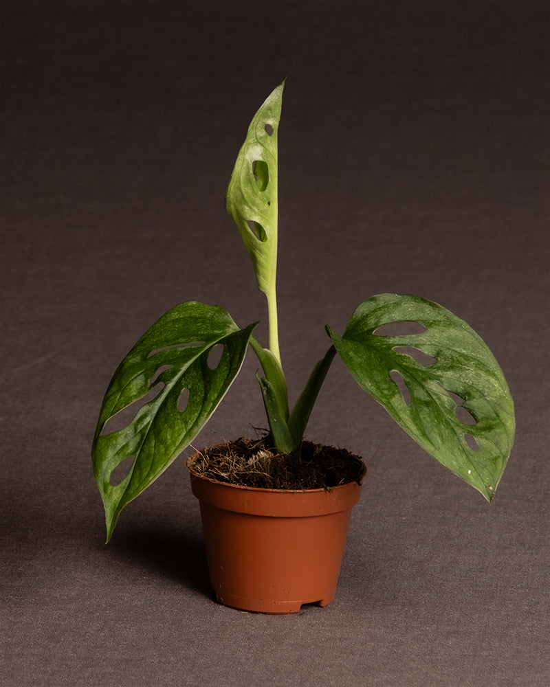 Monstera adansonii 'Mint' Babypflanze