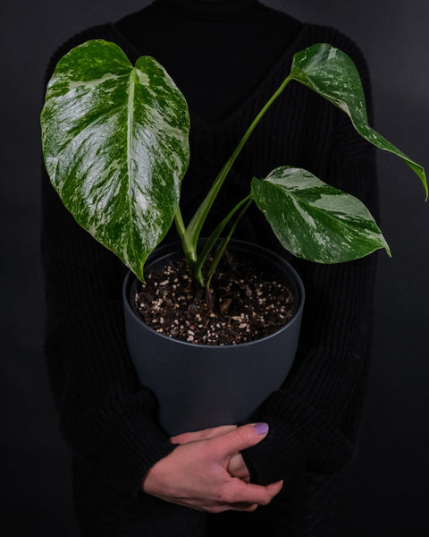 Monstera deliciosa variegata in anthrazitfarbenem Aussentopf, von einer Frau gehalten und leicht nach vorne geneigt