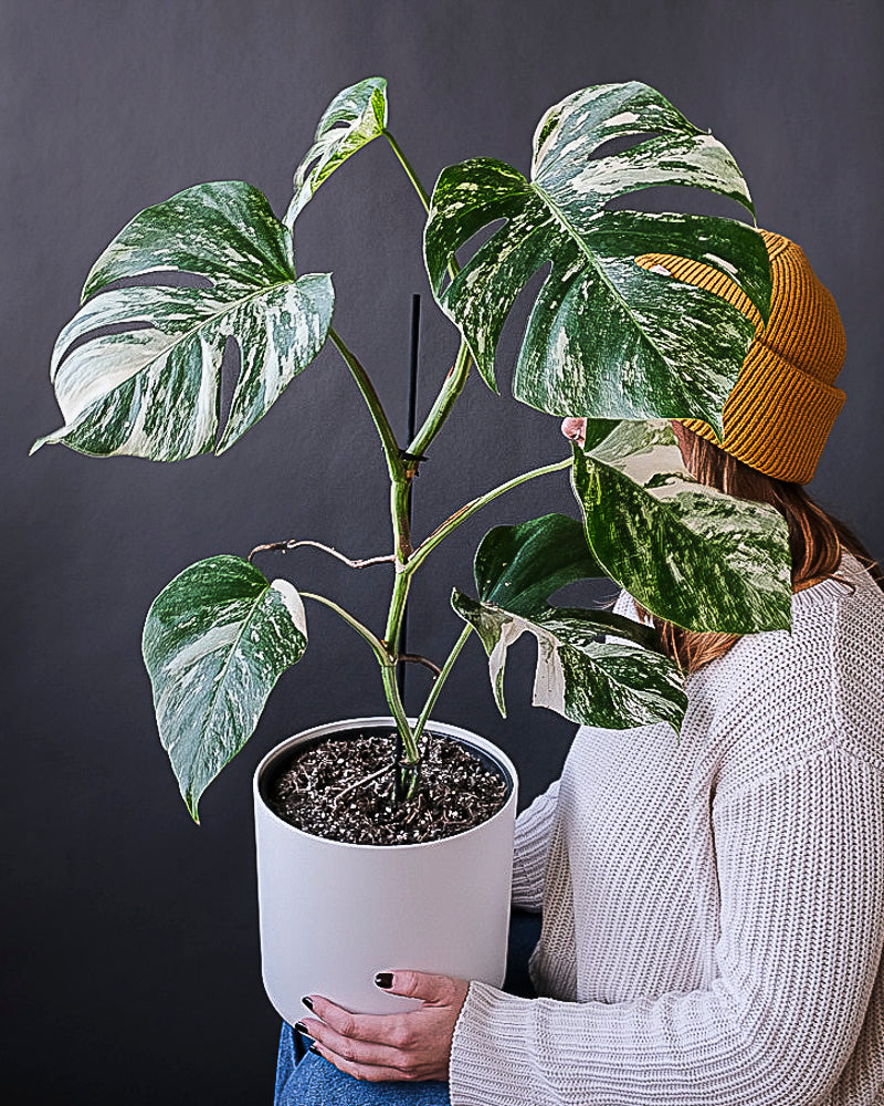 Monstera variegata am Bambusstab