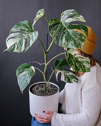 Monstera variegata am Bambusstab