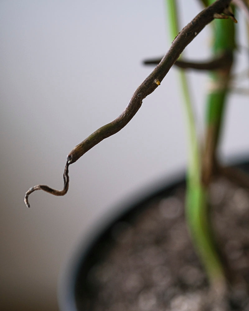 Monstera variegata am Bambusstab