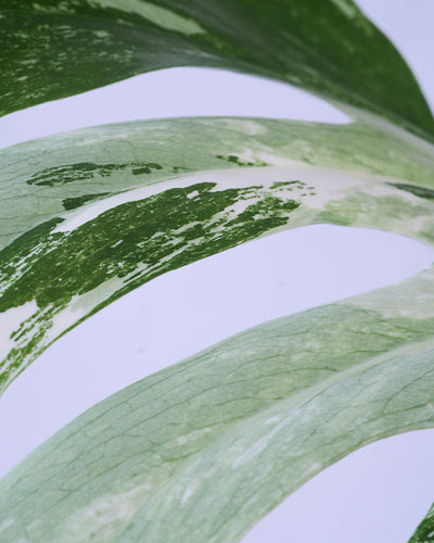 Monstera variegata am Bambusstab