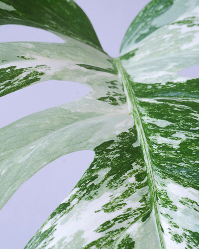Monstera variegata am Bambusstab