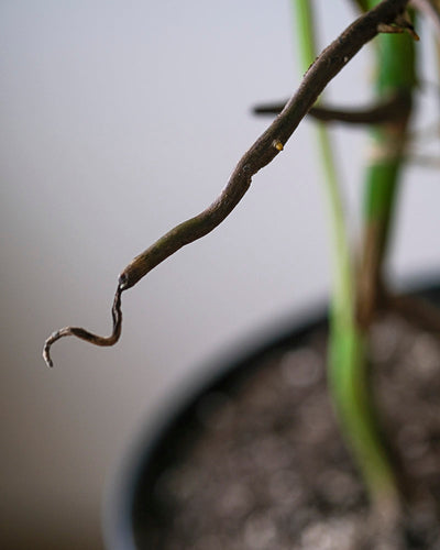 Monstera variegata am Bambusstab