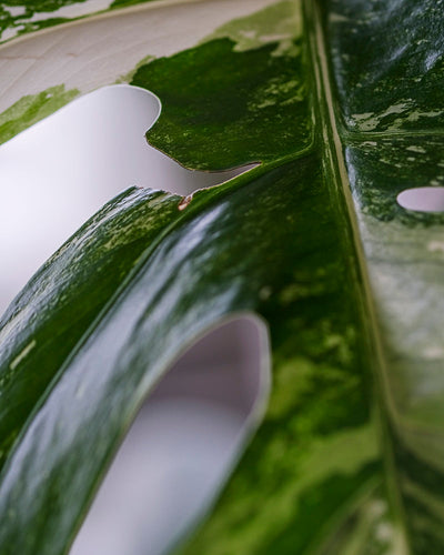 Monstera variegata am Bambusstab