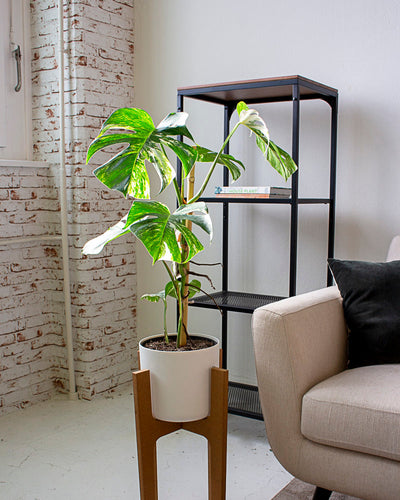 Monstera variegata am Bambusstab