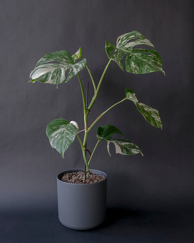 Monstera variegata am Bambusstab