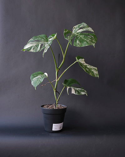 Monstera variegata am Bambusstab