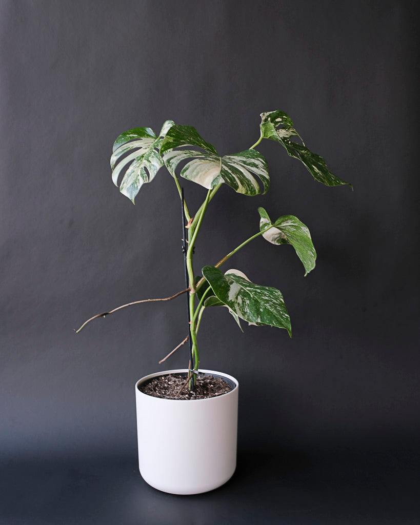 Monstera variegata am Bambusstab