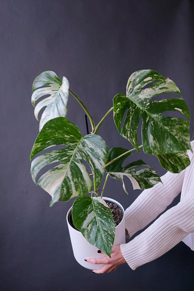 Monstera variegata am Bambusstab