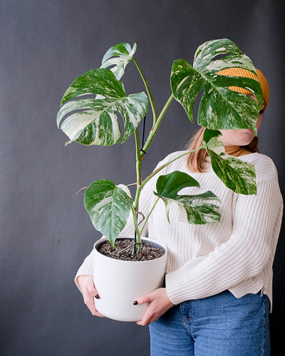 Monstera variegata am Bambusstab