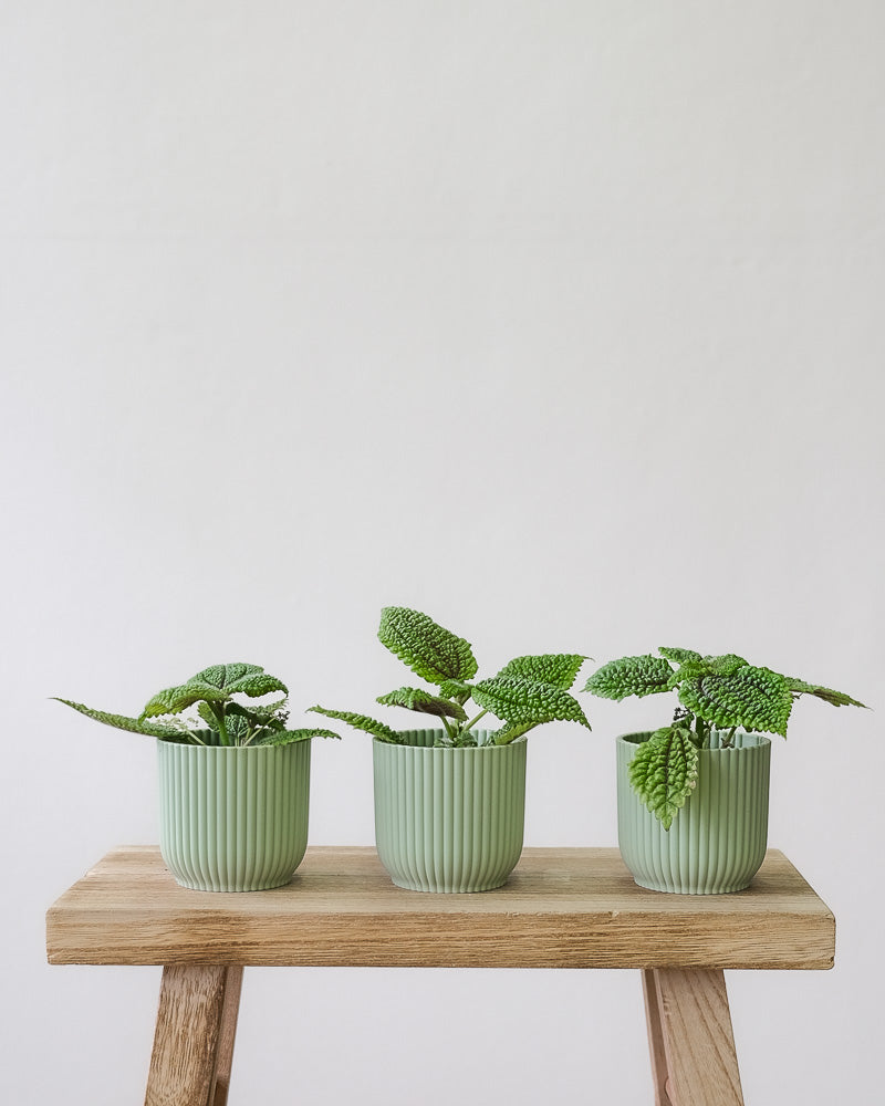 Drei Pilea-Babypflanzen in weissen Töpfchen stehen auf einem Stück Holz.