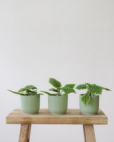 Drei Pilea-Babypflanzen in weissen Töpfchen stehen auf einem Stück Holz.