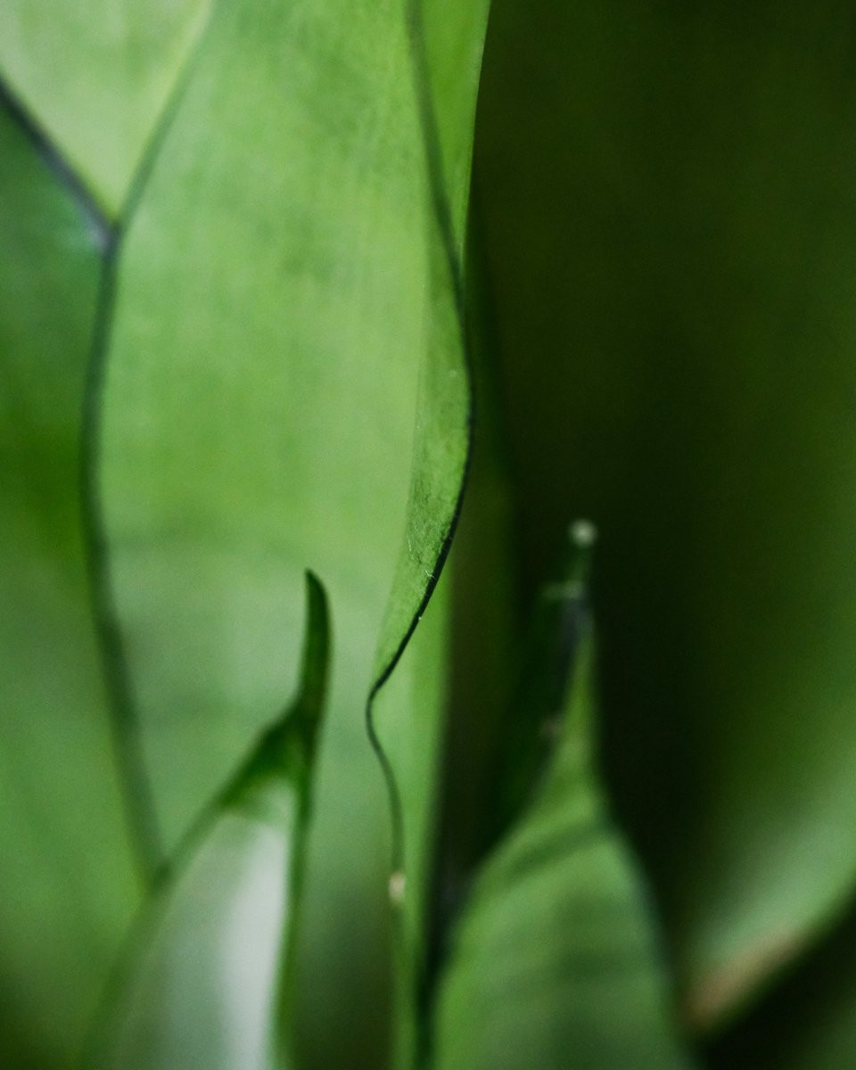 Sansevieria trifasciata 'Moonshine' Blätter.