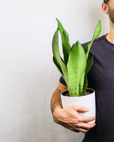 Sansevieria trifasciata 'Moonshine' in weissem Topf im Arm eines Mannes.
