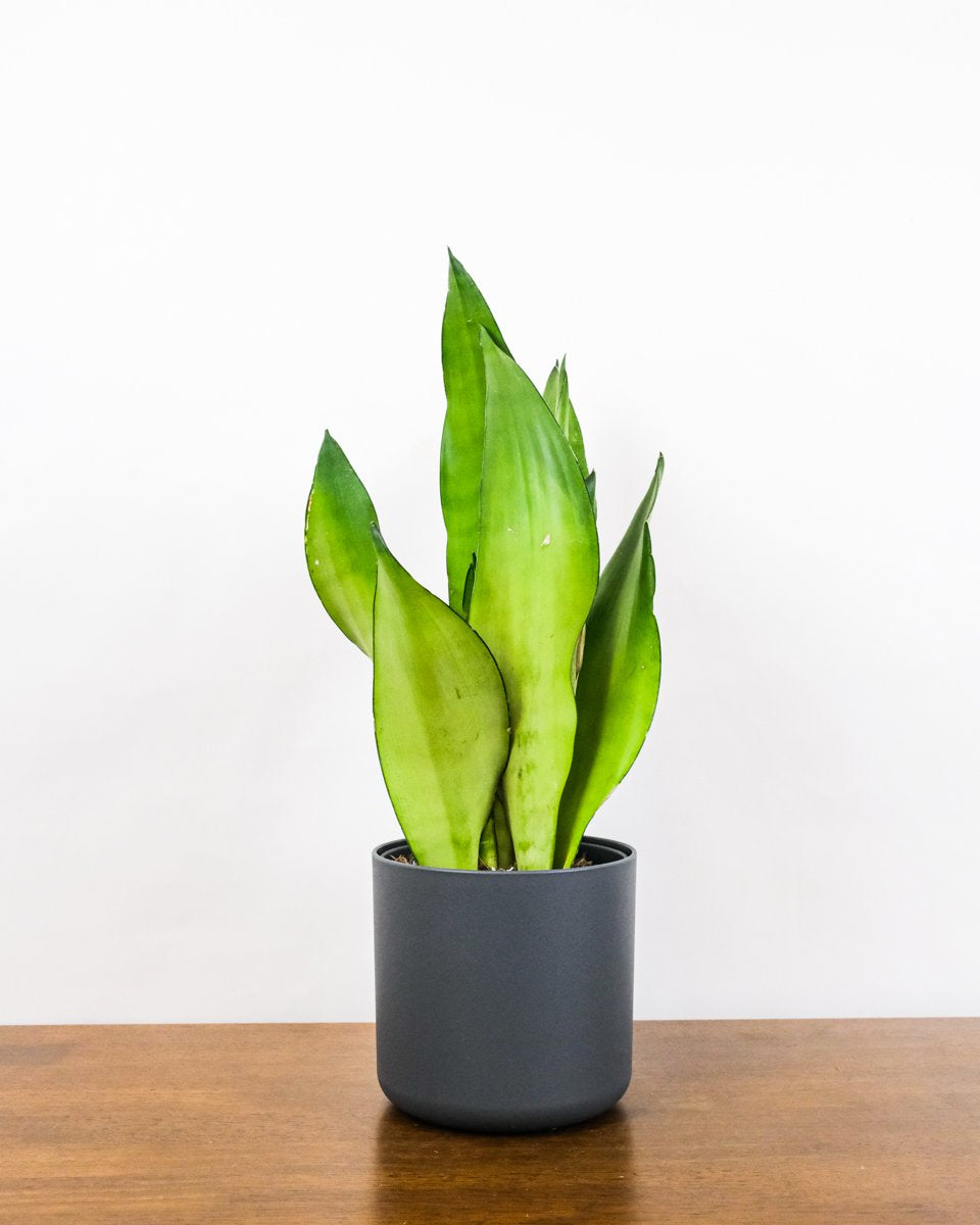 Eine schön ausgeleuchtete Sansevieria trifasciata 'Moonshine' steht in einem schwarzen Blumentopf.