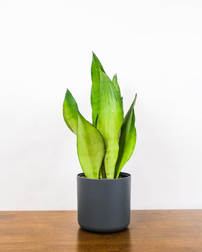 Eine schön ausgeleuchtete Sansevieria trifasciata 'Moonshine' steht in einem schwarzen Blumentopf.