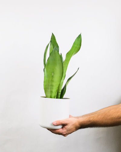 Sansevieria trifasciata 'Moonshine' in weissem Topf, gehalten von zwei Männerhänden.