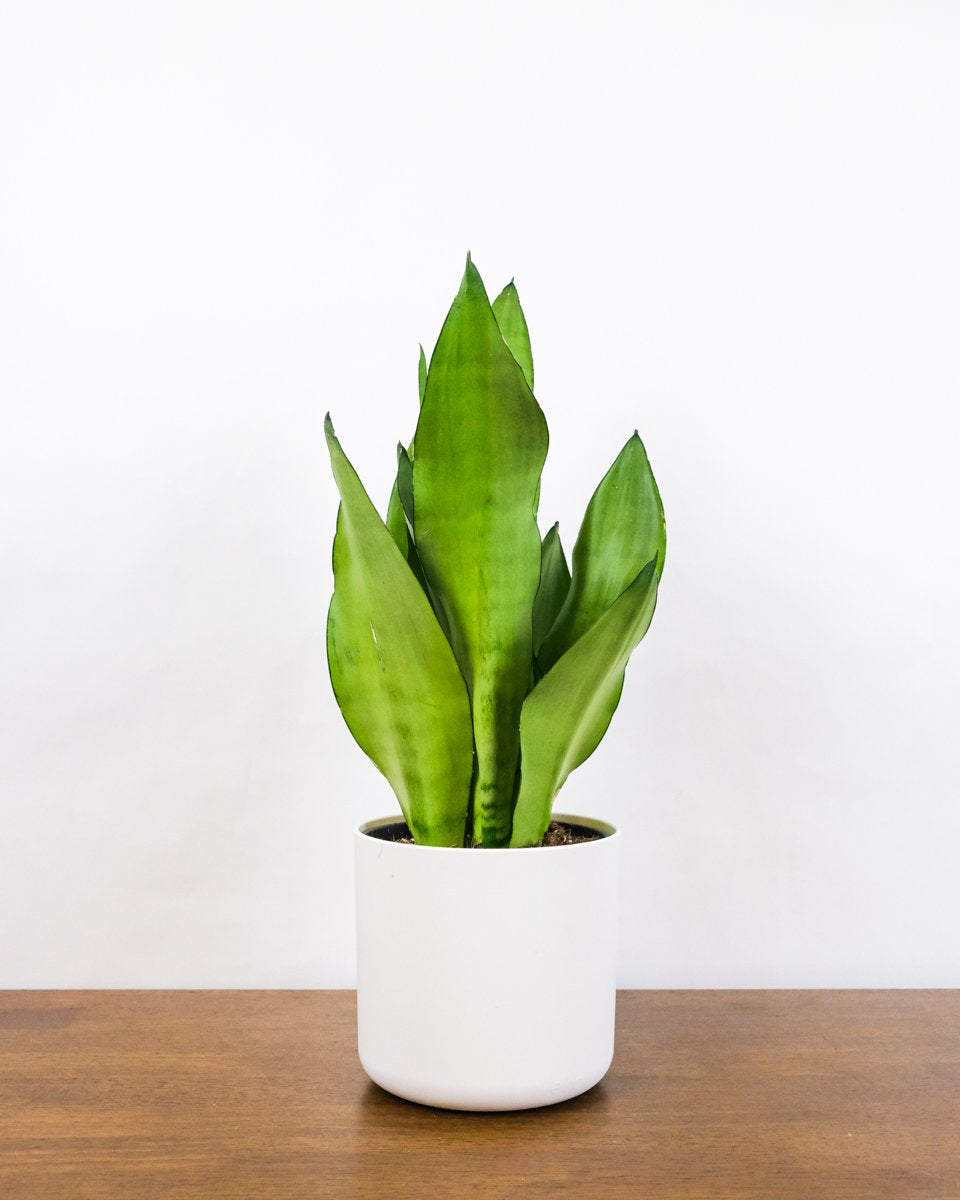 Eine schön ausgeleuchtete Sansevieria trifasciata 'Moonshine' steht in einem weissen Blumentopf.