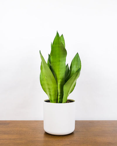 Eine schön ausgeleuchtete Sansevieria trifasciata 'Moonshine' steht in einem weissen Blumentopf.