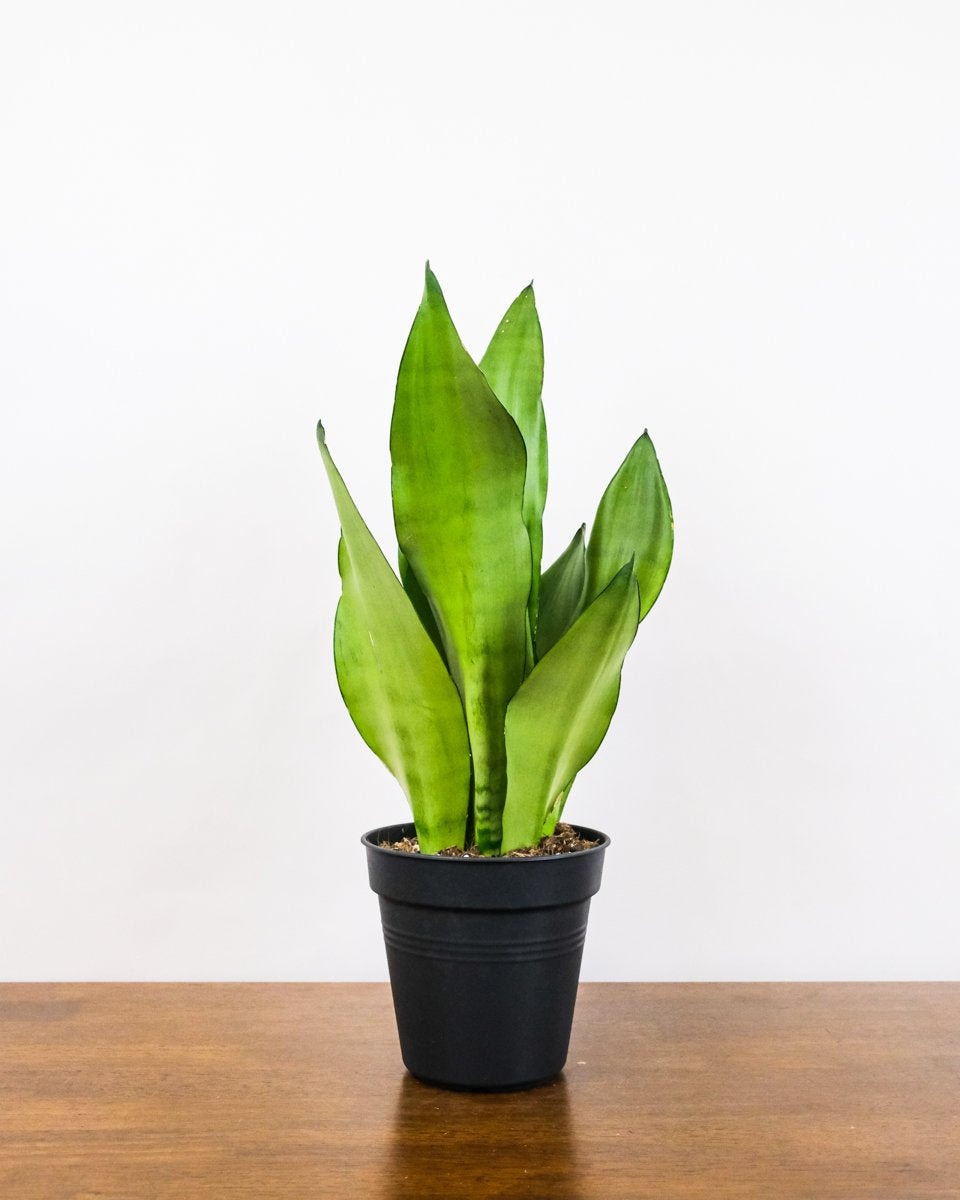 Eine schön ausgeleuchtete Sansevieria trifasciata 'Moonshine' ohne Übertopf.