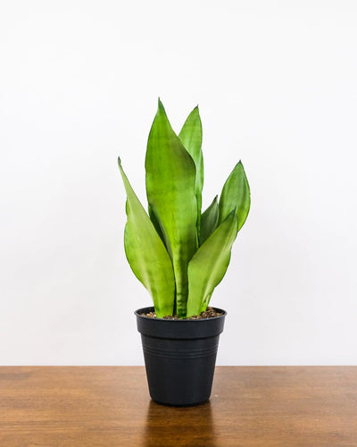 Eine schön ausgeleuchtete Sansevieria trifasciata 'Moonshine' ohne Übertopf.