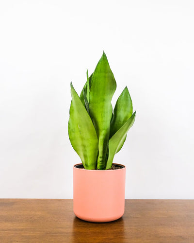 Eine schön ausgeleuchtete Sansevieria trifasciata 'Moonshine' steht in einem pinken Blumentopf.
