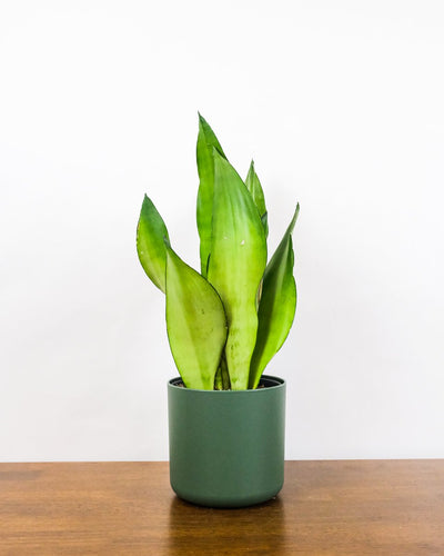 Eine schön ausgeleuchtete Sansevieria trifasciata 'Moonshine' steht in einem grünen Blumentopf.