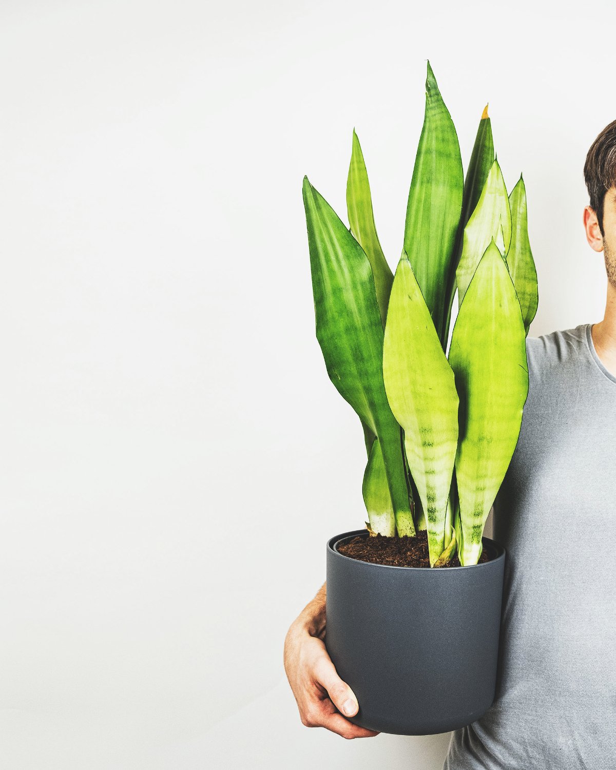 Grosse Sansevieria Moonshine in anthrazitfarbenem Topf, gehalten von einem Mann in grauem T-Shirt