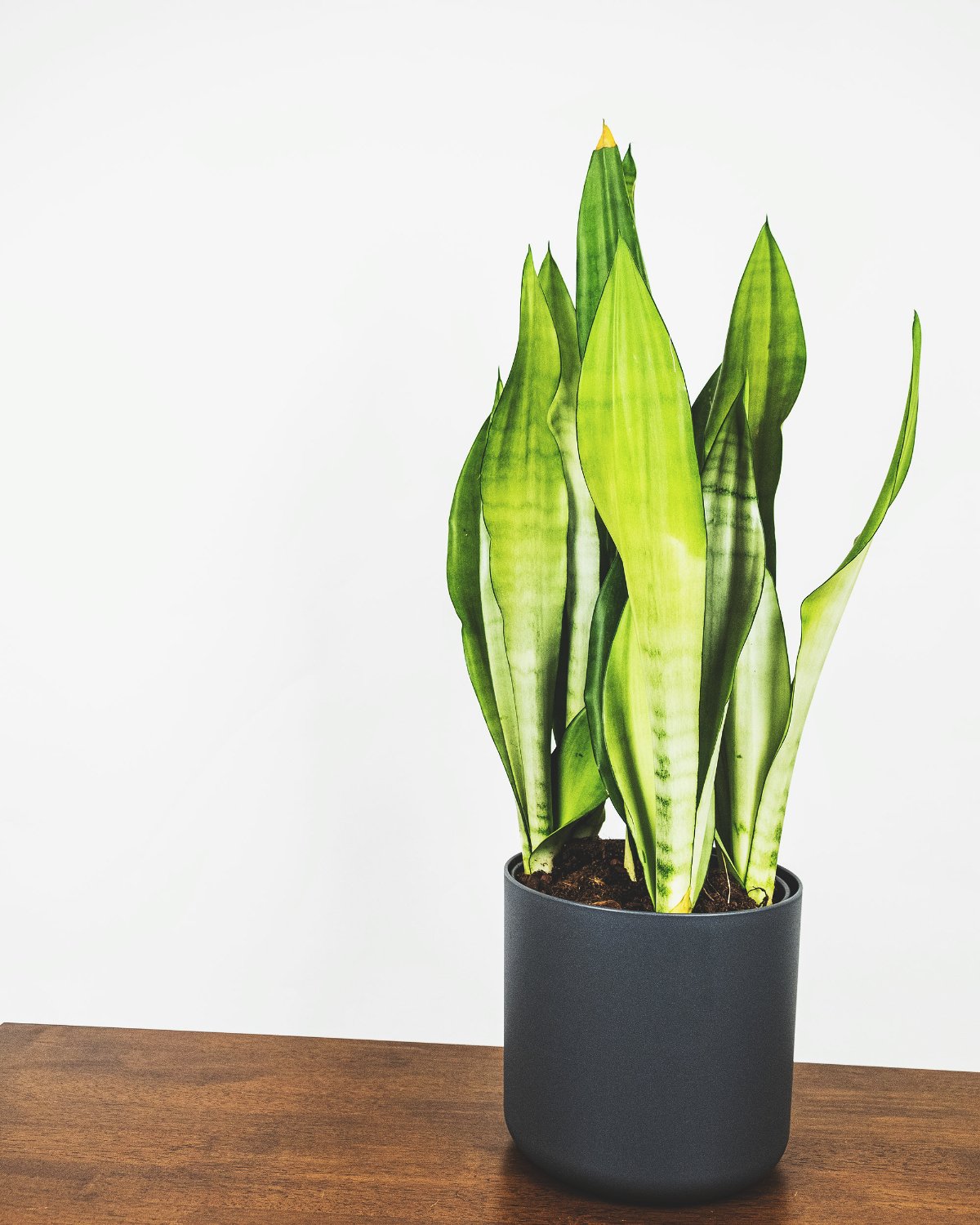Grosse Sansevieria Moonshine in anthrazitfarbenem Topf