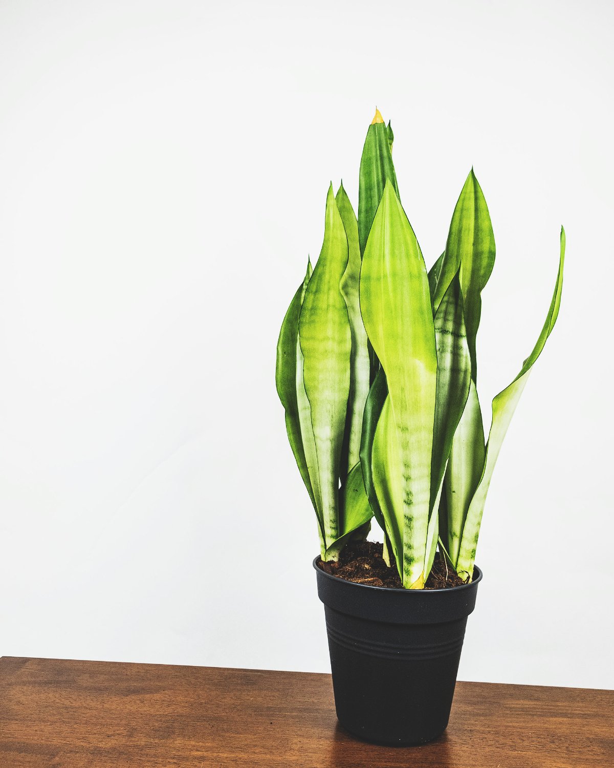 Grosse Sansevieria Moonshine in ihrem Innentopf