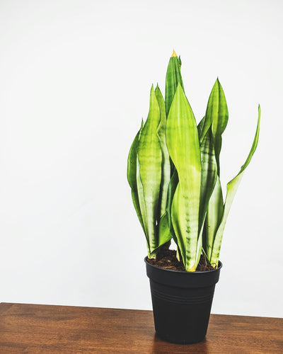 Grosse Sansevieria Moonshine in ihrem Innentopf