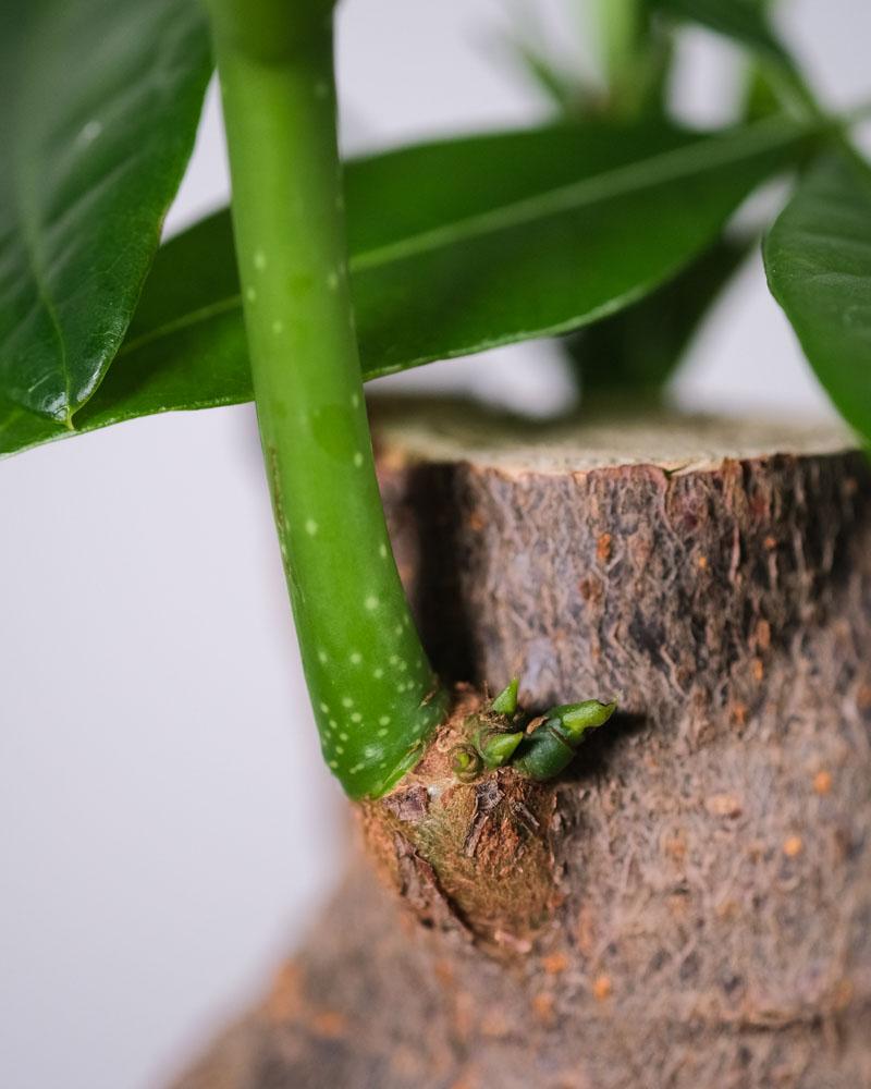 Detail der Pachira oder Glückskastanie mit einer Knospe