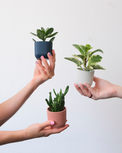 Pflegeleichtes Babypflanzen-Trio, die zwei Crassulas in je einem blauen und einem pinken Topf, die Peperomia im weissen